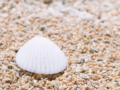 浜辺の貝殻のイメージ