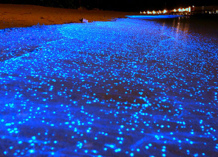夜に青く光り輝く幻想的なモルディブのビーチ"