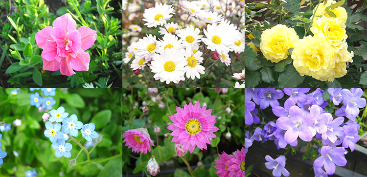 花言葉が贈り物に最適な花