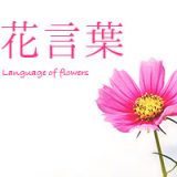 花を贈る時に使える！花言葉早見表＜シーン別＞