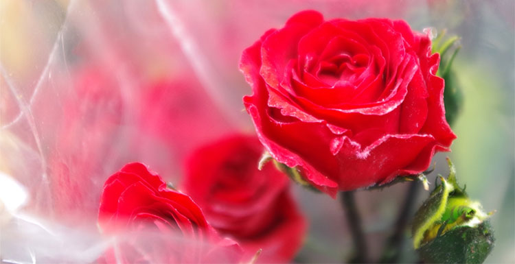 誕生日のお花のイメージ