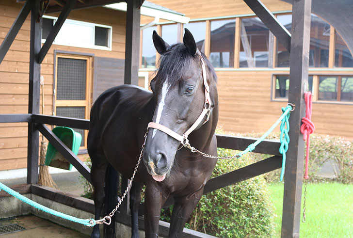 ブルーベリーヒル勝浦　乗馬