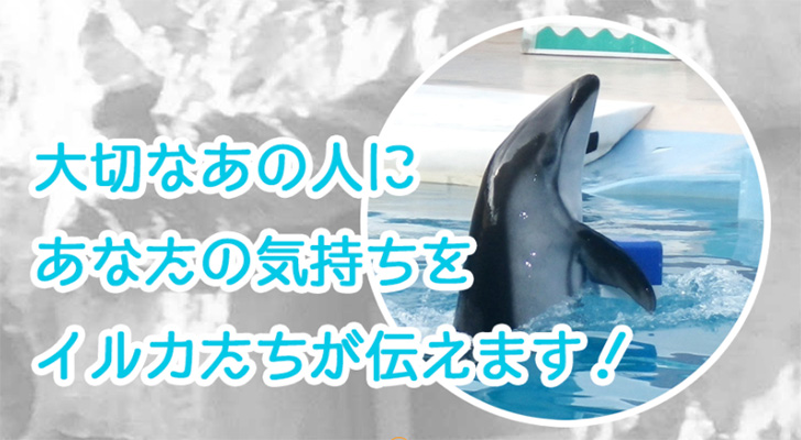 イルカショーのあと、イルカからプレゼントがもらえるサプライズ！下田海中水族館