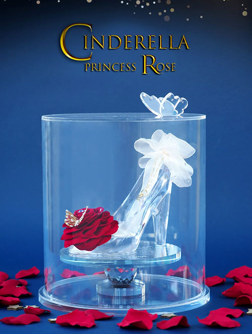 【赤いバラのシンデレラのガラスの靴】プリンセスローズ