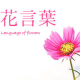 花を贈る時に使える!花言葉早見表<シーン別>