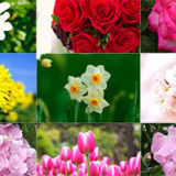 誕生日の花と花言葉の早見表